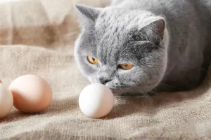 تخم مرغ گربه آیا گربه ها می‌توانند تخم مرغ بخورند