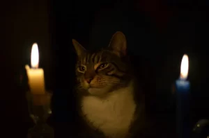 آیا باید چراغی را برای گربه در شب روشن کرد؟