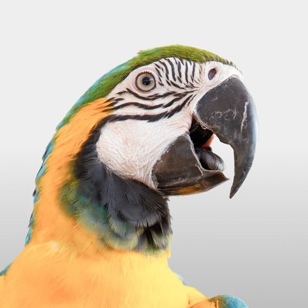 محصولات پرنده