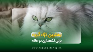 بهترین نژاد گربه برای نگهداری در خانه