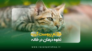 علائم یبوست در گربه