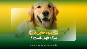 چه میوه هایی برای سگ خوب است
