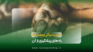 آسیب دیدگی پنجه سگ