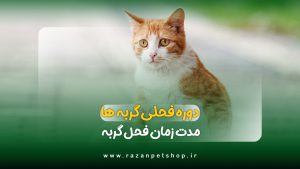 دوره فحلی گربه ها