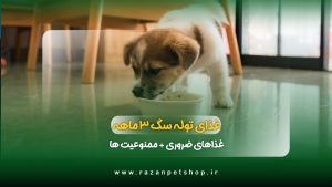راهنمای غذای توله سگ سه ماهه
