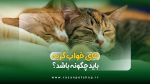 جای خواب گربه باید چگونه باشد