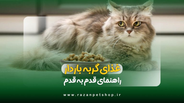 بهترین غذای گربه باردار