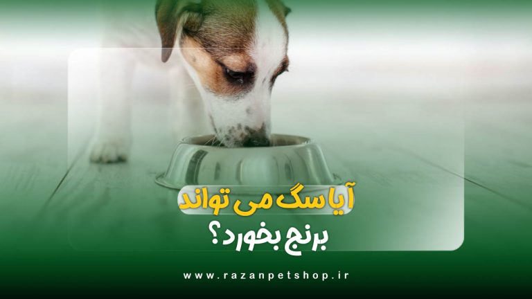 آیا سگ می تواند برنج بخورد؟ | خواص برنج برای سگ + طرز تهیه