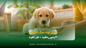 غذای خانگی برای توله سگ دو ماهه