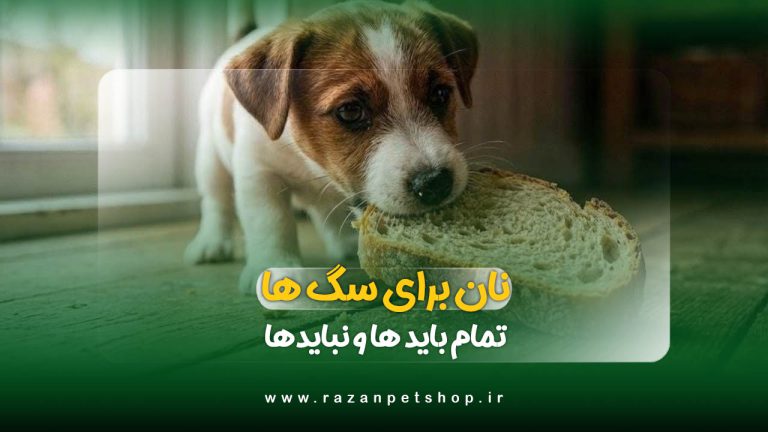 آیا سگ ها می توانند نان بخورند؟