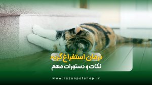 درمان خانگی استفراغ گربه