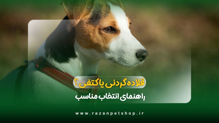قلاده گردنی یا کتفی؟ کدام برای سگ انتخاب بهتری است؟